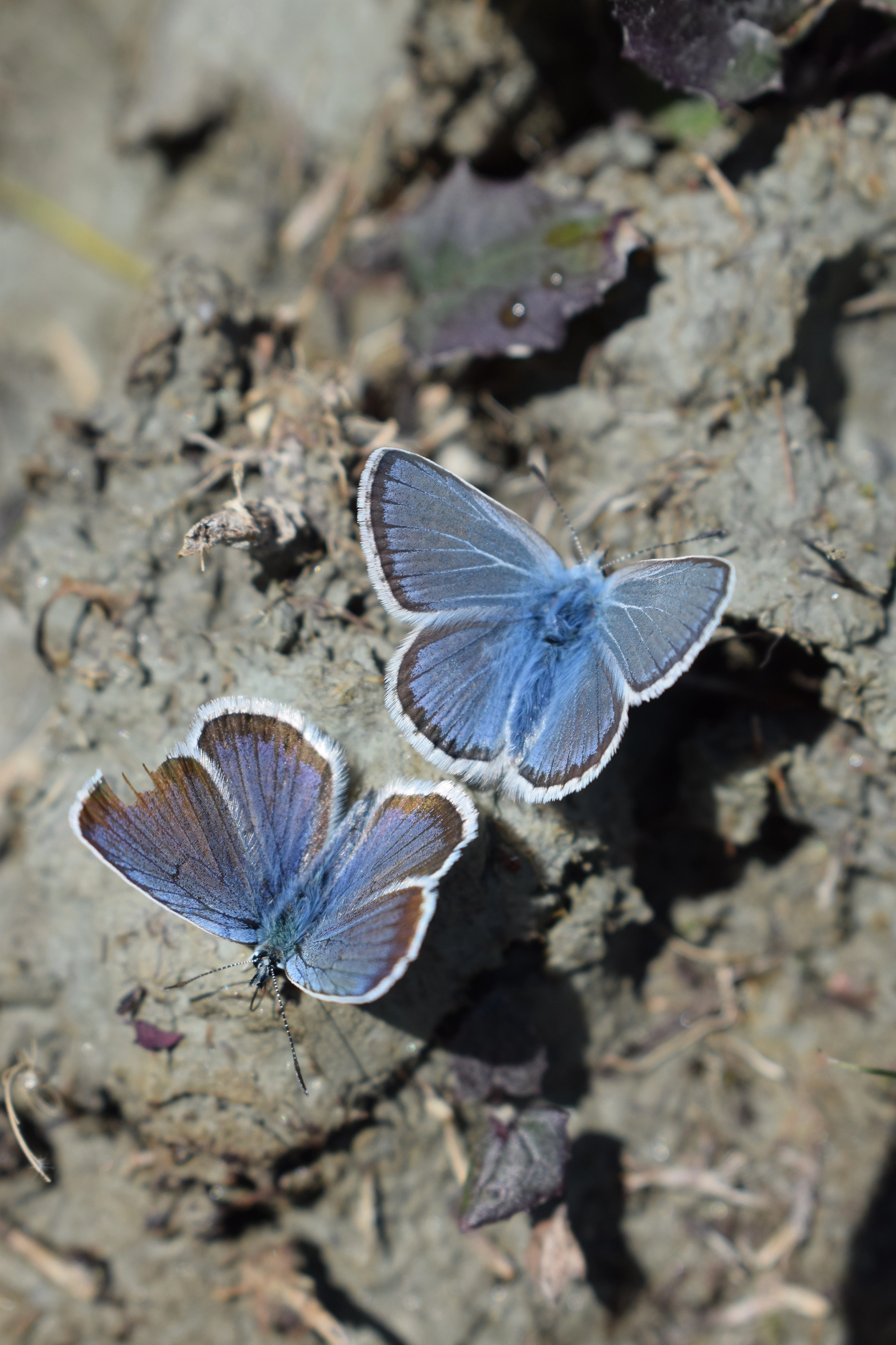 Azuré bleu céleste (Polyommatus bellargus)Deux spécimens mâles de Polyommatus bellargus se nourrissant de sels minéraux dans le sol. Les femelles se distinguent des mâles par la coloration des ailes en tons de brun plutôt que de bleu.